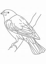 Cowbird Drawing Coloring Screaming Quality High sketch template