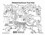 Rainforest Food Chain Coloring Amazon Web Pages Kids Tropical Clipart Pdf Diagram Downloading Higher Resolution Exploring Resource Nature Exploringnature Biome sketch template