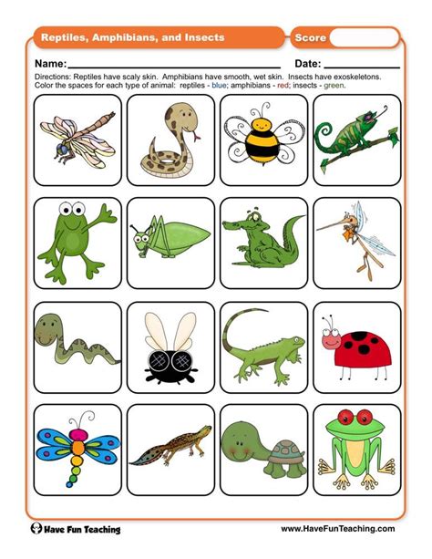 reptiles amphibians  insects worksheet  fun teaching social