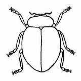 Stink Beetle Designlooter sketch template
