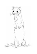Weasel Coloring Tailed Long Pages Standing Mustela Drawings Designlooter sketch template