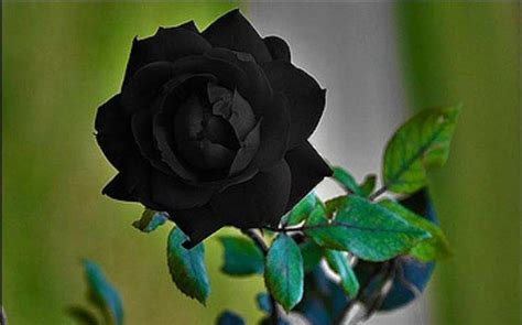 gambar bunga mawar hitam terbaru blog teraktual