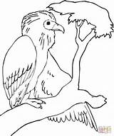 Buzzard Vulture Getdrawings sketch template