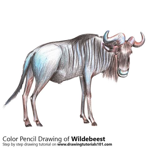 draw  wildebeest wild animals step  step drawingtutorialscom