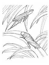 Leafhopper sketch template