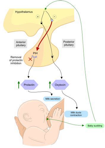 Quiz And Worksheet Overview Of Lactation And Breastfeeding