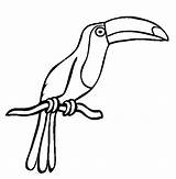 Toucan Drawing Bird Easy Clipart Outline Coloring Clipartbest Color Sun Transparent Clip Clipartmag Cliparts Paintingvalley Webstockreview sketch template