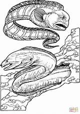 Eel Moray Eels Wolf Pages Parramatta Anguilles Supercoloring Coloriages sketch template
