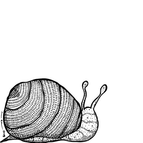 drawings  snails clipart