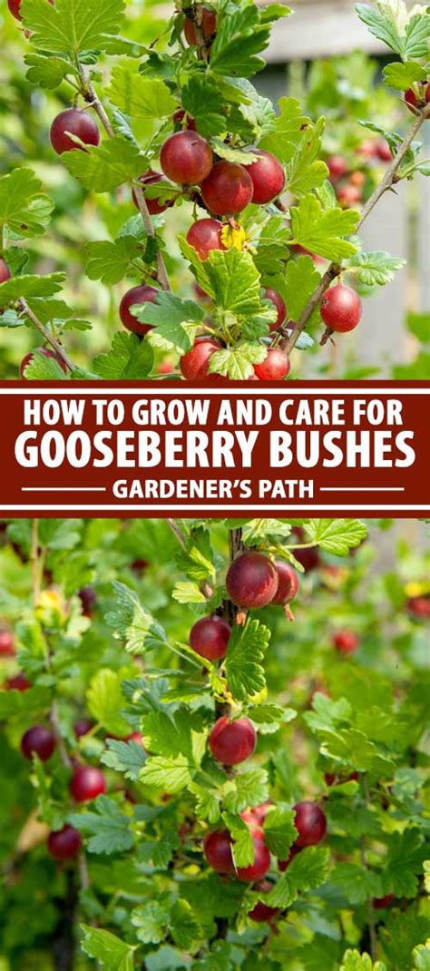 grow  care  gooseberry bushes gardeners path