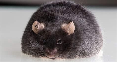 mice  high fat diet cuts  brake   control appetite