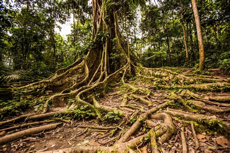 top  medicinal plants   amazon rainforest cruises