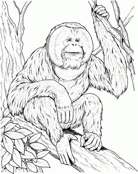 orangutan coloring pages coloring home