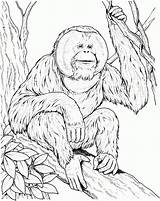 Orangutan Coloring Pages Ape Sits Branch Printable Drawing Orangutans Supercoloring Color Print Apes Kids Clipart Books Animals Monkey Animal Designlooter sketch template