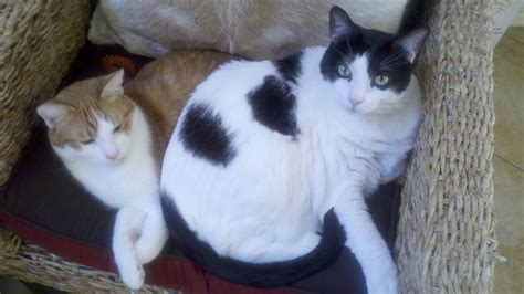 Fat Cat Sits On Slim Cat