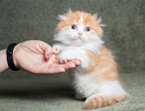 Munchkin Kittens For Sale Adoption In Australia