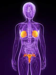highlighted sex organs stock illustration illustration of female
