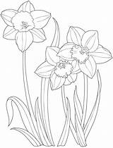 Coloring Daffodil Flower Drawing Pages Flowers Garden Dover Creative Daffodils Colouring Draw Printable Publications Haven Kids Color Getcolorings Easter Book sketch template