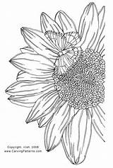 Pyrography Tracing Tooling Sunflower Woodburning Woodburn Tumbledrose sketch template