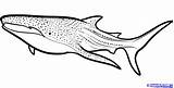 Shark Whale Coloring Pages Clipart Drawing Megalodon Line Draw Print Sharks Printable Template Drawings Step Cool Sperm Kids Color Whales sketch template