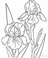 Spring Storczyki Printable Kolorowanki Colouring Hibiscus Drawings Drawing Dzieci Dla Getdrawings Irises Fusing Bearded Prints Library sketch template