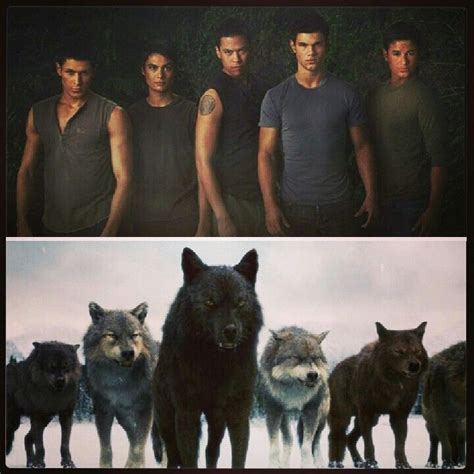 The Wolves Defiantly Better As Wolves Twilight