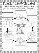 Pumpkin Cycle Life Science Cycles Worksheets Plant Preschool Kindergarten Paper Craft Worksheet Coloring Sunflower Plate Frog Grade Apple Activities Kids sketch template