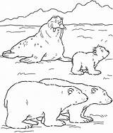 Banquise Polar Walrus Ours Polaire Coloriages Barrier Morse Polaires Colorier Ijsbeer sketch template