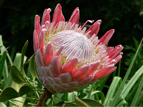 protea cynaroides king protea world  flowering plants