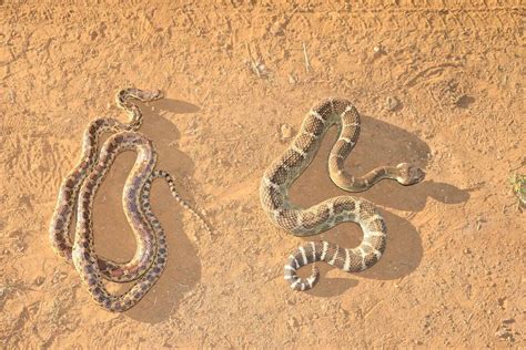 rattlers bumper crop  snakes expected  bay area