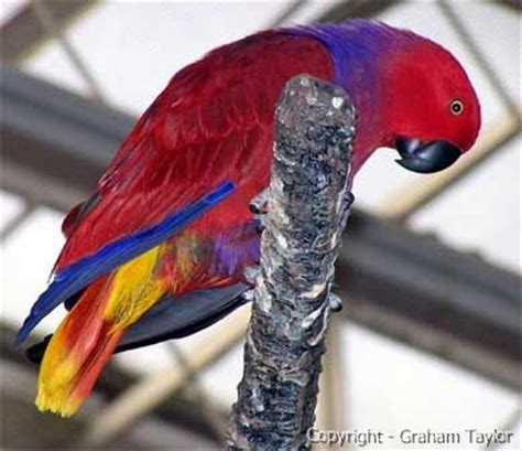 femalevosmaerieyecolour eclectus parrots