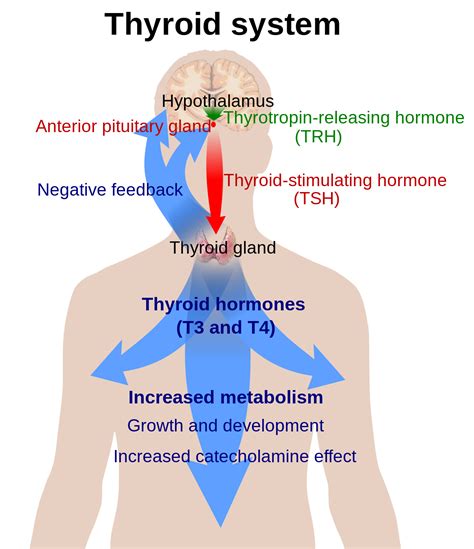 thyroid hormone resistance wikipedia
