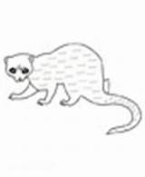 Lemming Coloring Pages Animals sketch template
