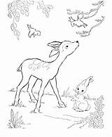 Coloring Pages Deer Baby Kids Printable sketch template