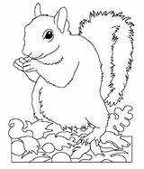 Squirrel Coloring Pages Cute Popular Coloringhome sketch template
