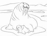 Walrus Onlinecoloringpages sketch template