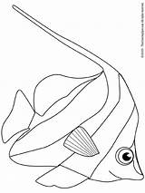 Angelfish Coloring Pages sketch template