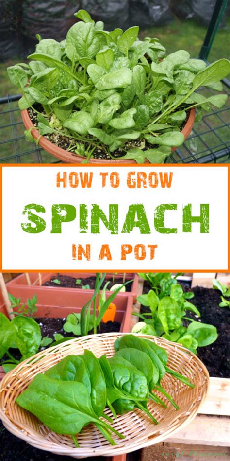 grow spinach   garden