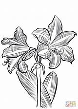 Amaryllis Pages Supercoloring sketch template