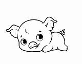 Coloring Pages Baby Cute Piggy Pigs Pig Sheets Printable Color Coloringcrew Animal Book Print Animals Porky Choose Board Popular sketch template