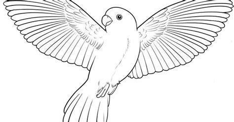 coloring pages  birds flying  pages  color pinterest bird