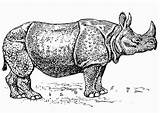 Nashorn Rinoceronte Disegno Rhino Rhinoceros Neushoorn Kleurplaat Badak Colorear Malvorlage Ausmalbild Kleurplaten sketch template