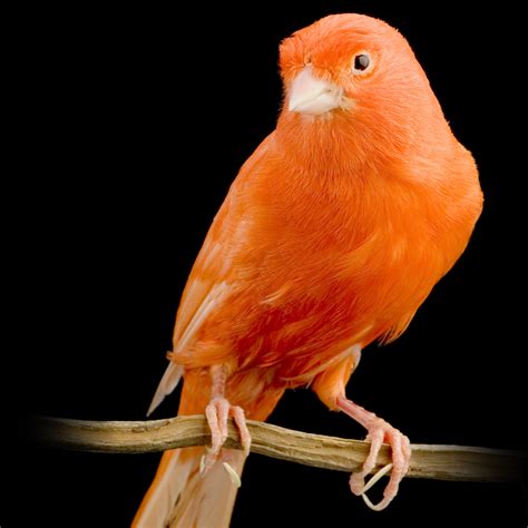 red factor canary az birds