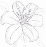Flower Drawing Draw Drawings Sketch Lily Step Tiger Flowers Beginners Pencil Sketches Colourless Painting Dessin Fleur Easy Simple Harunmudak Lilies sketch template
