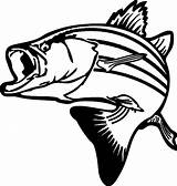 Bass Coloring Drawing Fish Striped Largemouth Color Pages Getdrawings Getcolorings Stripped Paintingvalley Drawings sketch template