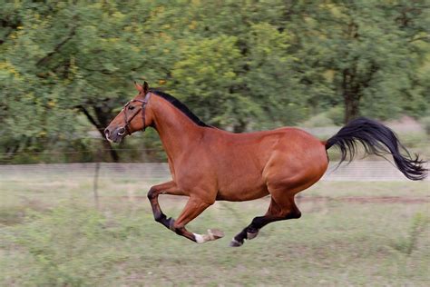 bay horse galloping photograph  leon kramer