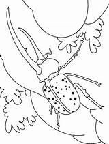 Beetle Coloring Dung Pages Horned Long sketch template