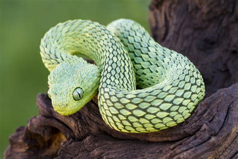 unique characteristics  reptiles explained  pictures animal sake