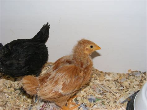 week  chicks backyard chickens learn   raise chickens