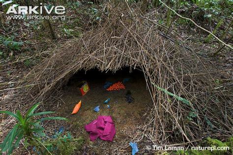 Image Bower Of A Vogelkop Bowerbird Decorated With Natural And Man